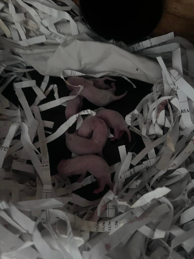 Frettenpups te reserveren!, Fret, April, Meerdere dieren, Tam