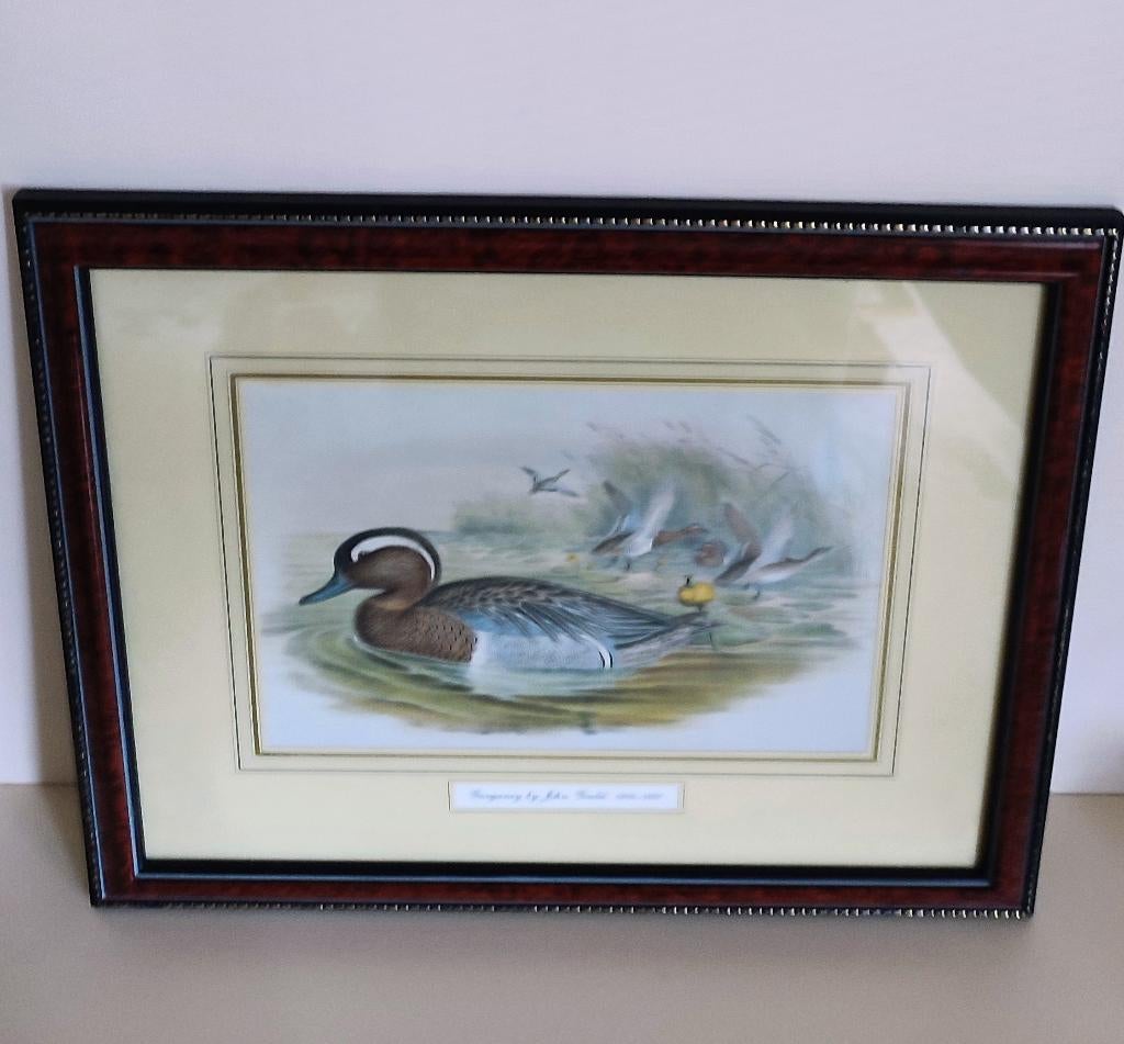 John Gould, impression d'art encadrée 40 x 32 cm, Objet de décoration, Utilisé, Encadré, 40 cm