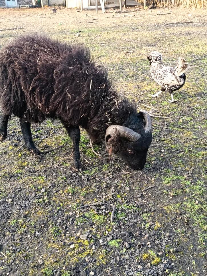 Jeune belier / agneau, Animaux & Accessoires, Moutons, Chèvres & Cochons, Mouton, Mâle, 0 à 2 ans