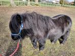 Shetland, Animaux & Accessoires, Poneys, Jument, Ne s'applique pas, Poney A (jusqu'à 1.17 m), Poney de récréation