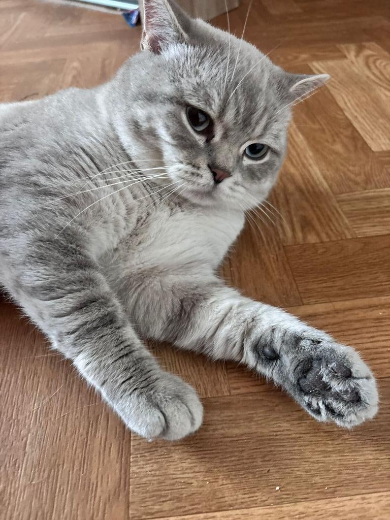 BHK kater, Dieren en Toebehoren, Katten en Kittens | Raskatten | Korthaar, Kater, Gechipt, 0 tot 2 jaar