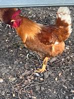 Haan 7 maanden, Dieren en Toebehoren, Pluimvee, Mannelijk, Kip