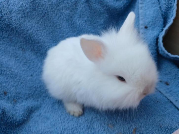 Dwergkonijn baby's, Dieren en Toebehoren, Konijnen