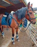 D-pony te koop, Vermifugé, 11 ans ou plus, Hongre, Poney de récréation