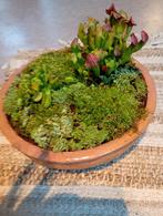 Micro-biotoop van diverse mossoorten en vleesetende planten, Ophalen