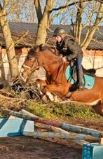 Leuke B pony, Ruin, B