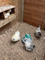 Zijdehoender broedeieren