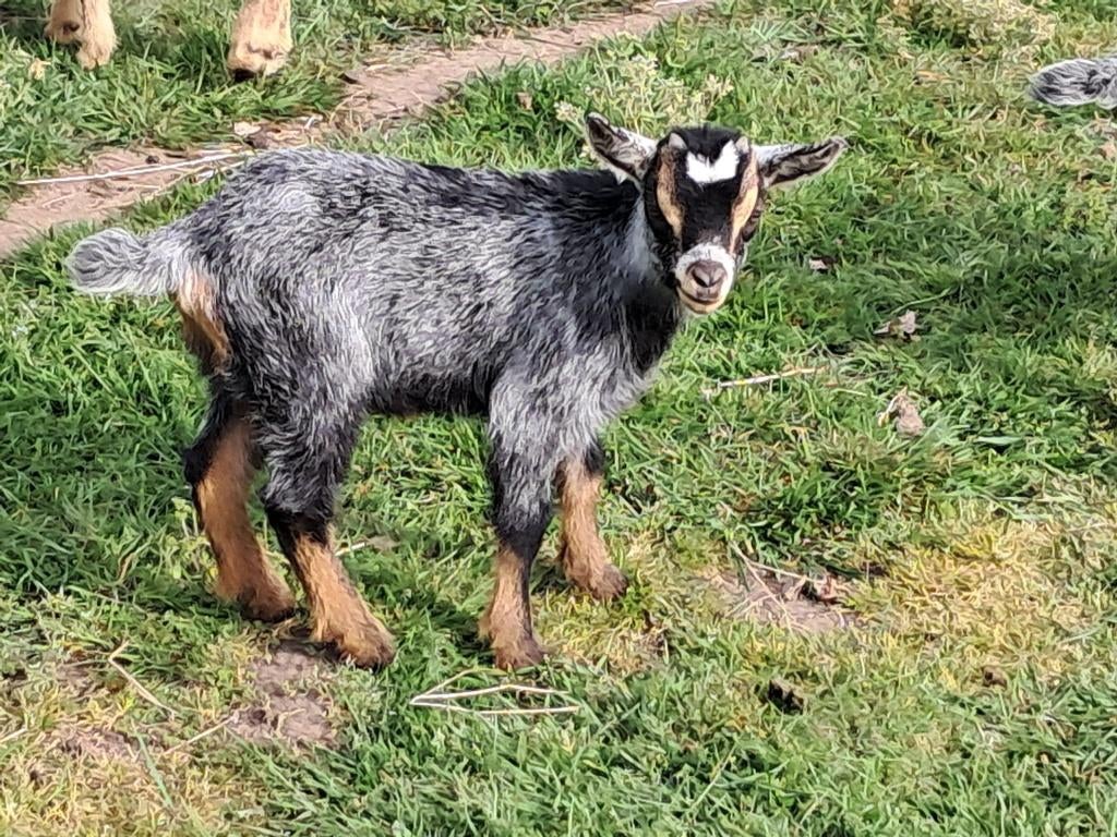 Geit, Dieren en Toebehoren, Schapen, Geiten en Varkens, Mannelijk, Geit, 0 tot 2 jaar
