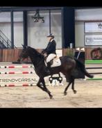 Mooi paard te koop, Springpaard, Met stamboom, Ruin, M