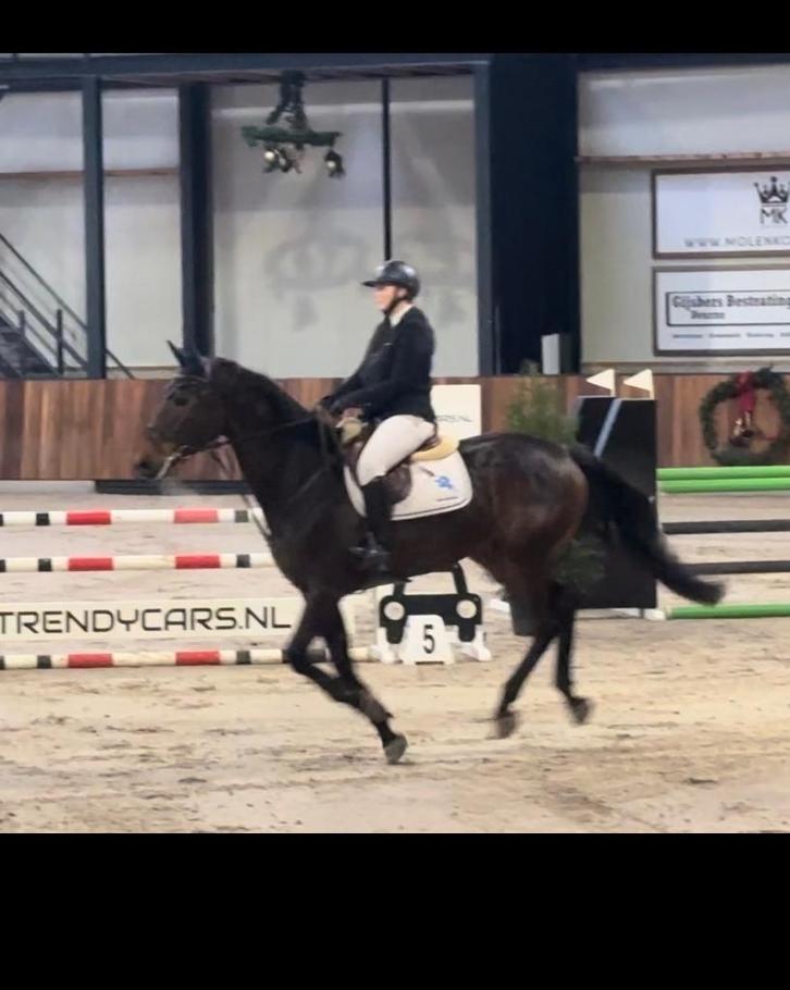 Mooi paard te koop, Dieren en Toebehoren, Paarden, Ruin, M, 170 tot 175 cm, 7 tot 10 jaar, Springpaard, Met stamboom, Gechipt