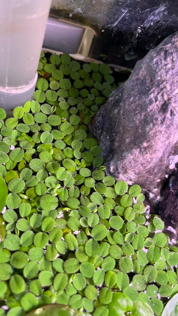 Salvinia Minima Floaters, Dieren en Toebehoren, Ophalen, Zo goed als nieuw, Plant(en), Steen of Hout