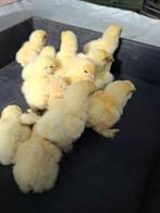 poussins de tétras Brahma blancs, Sexe inconnu, Poule ou poulet