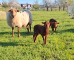 Ardense voskop Ooi met 2 ooilammeren, Animaux & Accessoires, Moutons, Chèvres & Cochons, Femelle, Mouton, 0 à 2 ans