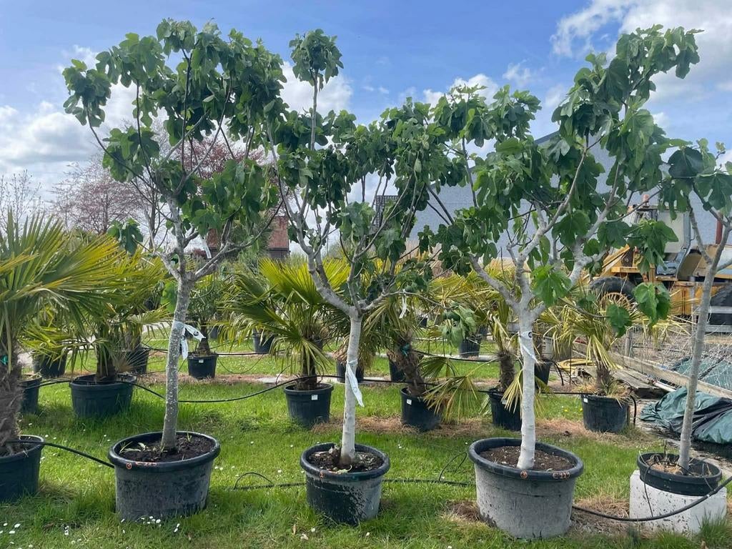 ‼️vijgenbomen aan promoprijzen ‼️, Ophalen