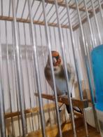 Chardonnerets couple 2025, Animaux & Accessoires, Femelle