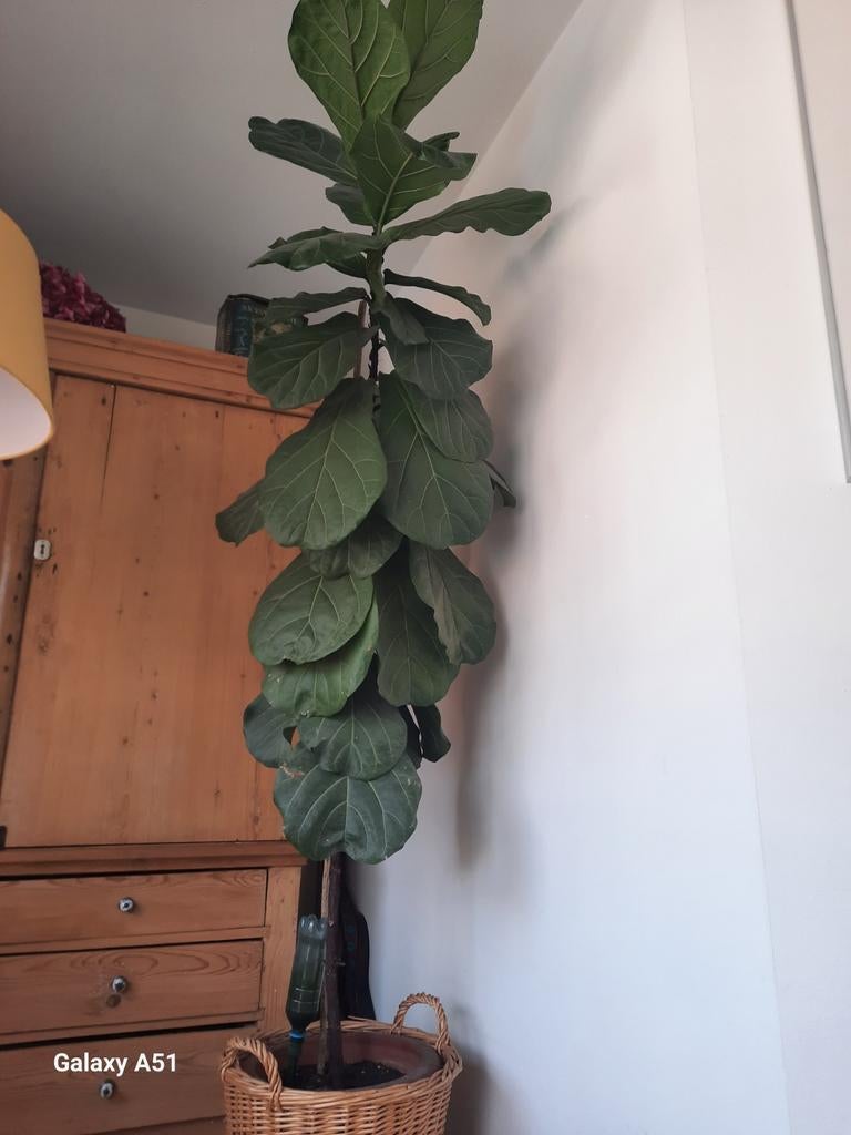 Ficus lyrata, Enlèvement, Ficus