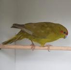 te koop mooie heelvoorhoofd kakariki pop, Dieren en Toebehoren, Vrouwelijk, Parkiet, Geringd