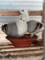 Sierduiven, Dieren en Toebehoren, Vogels | Duiven