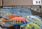Pundamilia Neyererei victoria cichlide kan bij malawi, Dieren en Toebehoren, Vis, Zoetwatervis
