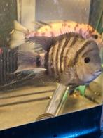 4 volwassen mannelijke cichliden