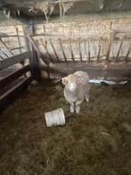 Schapenram, Animaux & Accessoires, Moutons, Chèvres & Cochons, Mâle, Mouton, 0 à 2 ans