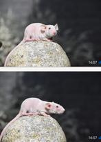 Rattery knabbelhoek deze dames zoeken thuisje, Dieren en Toebehoren, Rat, Maart, Vrouwelijk, Tam