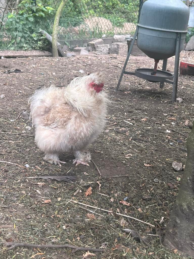 Zijdehoen haantje, Animaux & Accessoires