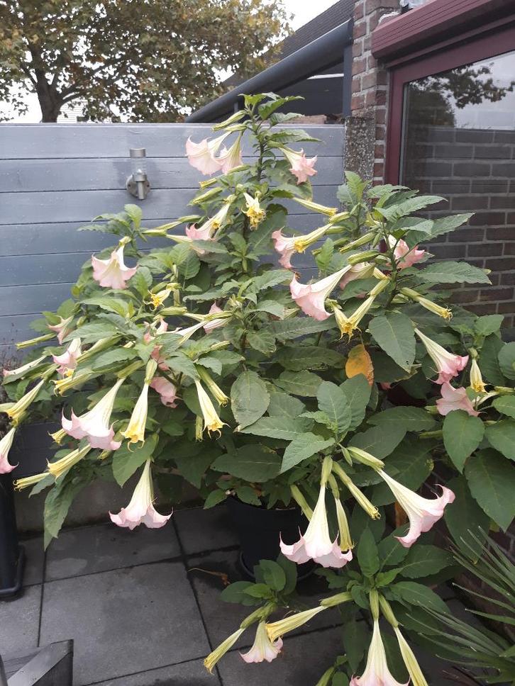 Scheuten van Trompetplanten, Jardin & Terrasse, Plantes | Jardin, Plante fixe, Autres espèces, Plein soleil, Été, Enlèvement