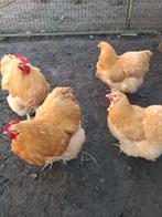 Broedeieren Orpington, Dieren en Toebehoren, Pluimvee, Kip