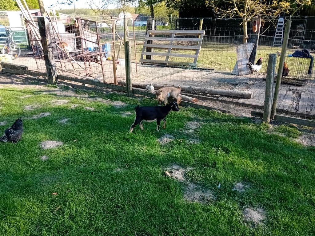Jonge bokjes te koop en enkele miekes, Dieren en Toebehoren