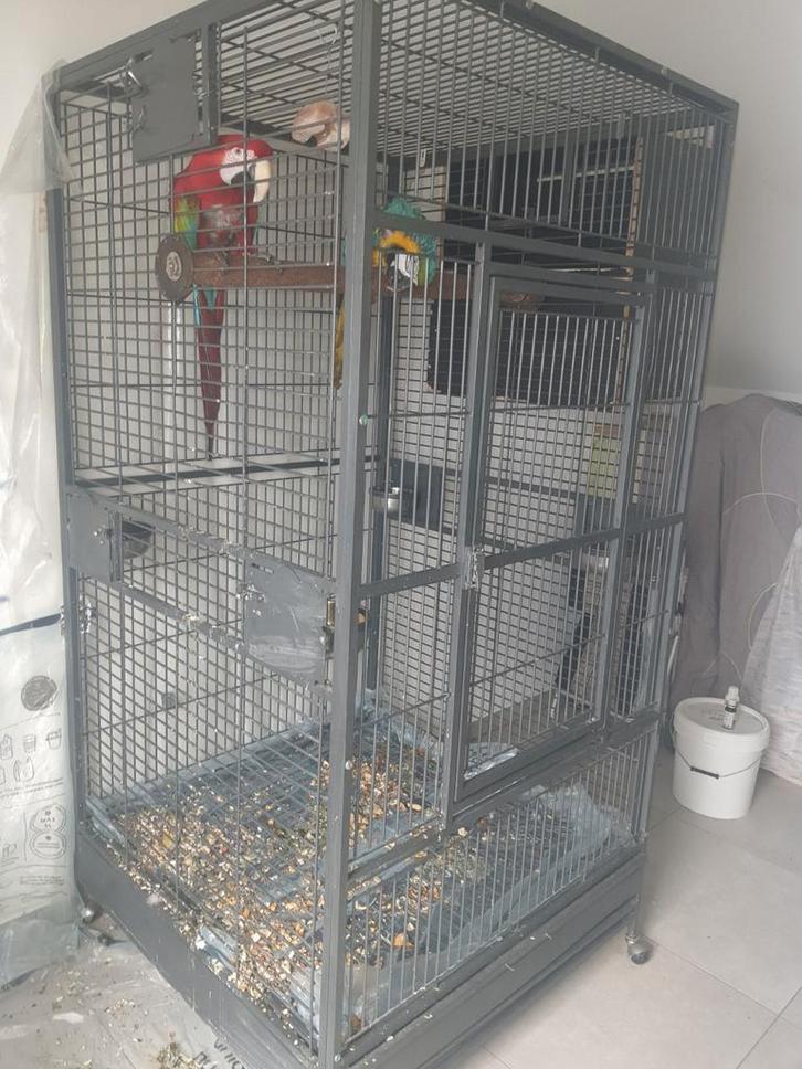 Ara, Animaux & Accessoires, Oiseaux | Pigeons, Mâle