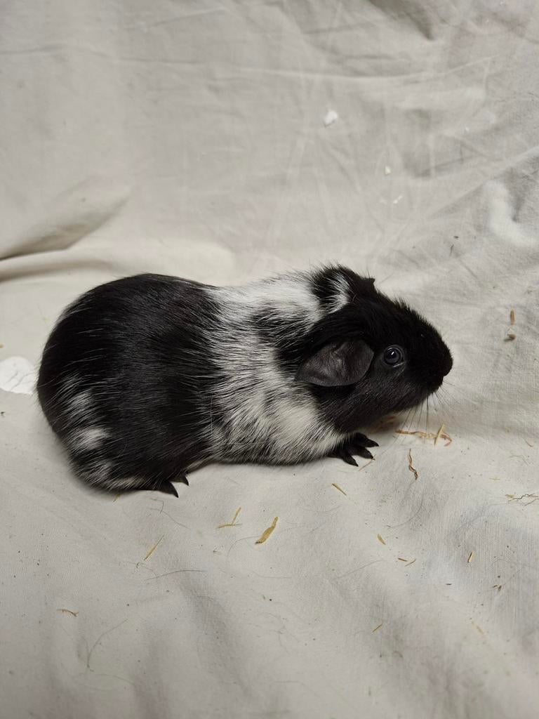 Zwart dalmatiner cavia zeugje 1, Dieren en Toebehoren, Januari, Vrouwelijk, Cavia