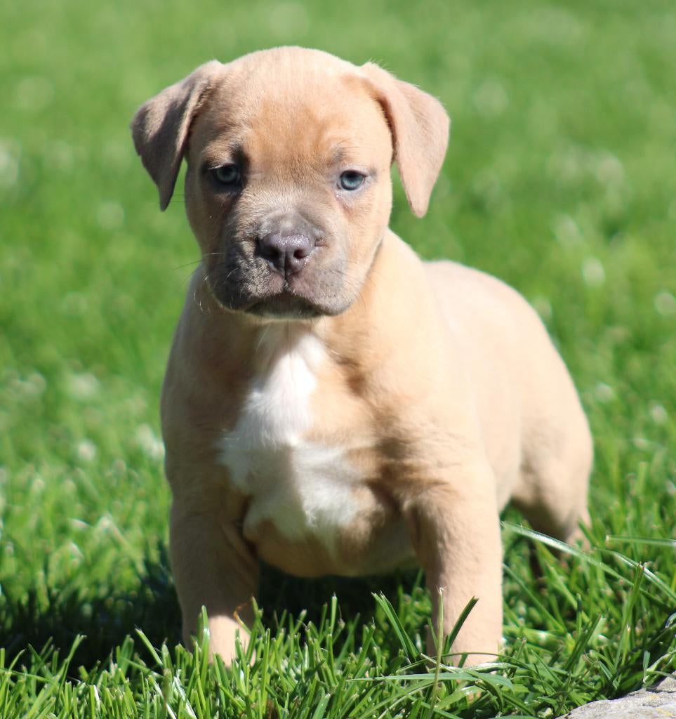 Chiot américain Stafford, Animaux & Accessoires, Chiens | Jack Russell & Terriers, Chien (mâle), American Staffordshire Terrier