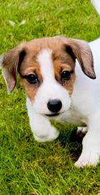 Jack Russel pups kortpotige, België, Fokker | Hobbymatig, HCC (leverziekte), Jack Russell Terriër