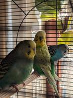 (Gras)Parkieten (3) met volière, Dieren en Toebehoren, Vogels | Parkieten en Papegaaien