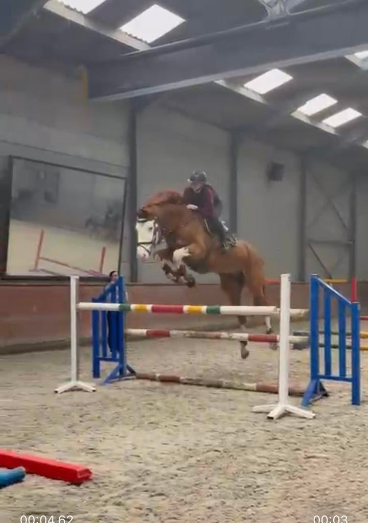 12 jarige ruin, springpaard, Animaux & Accessoires, Chevaux, Hongre, 175 cm ou plus, 11 ans ou plus, Cheval de saut, Avec pedigree