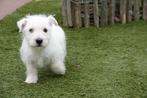 Prachtige West Highland White Terriër pups (westie), Dieren en Toebehoren, Honden | Jack Russells en Terriërs, Parvo, België, Overige rassen