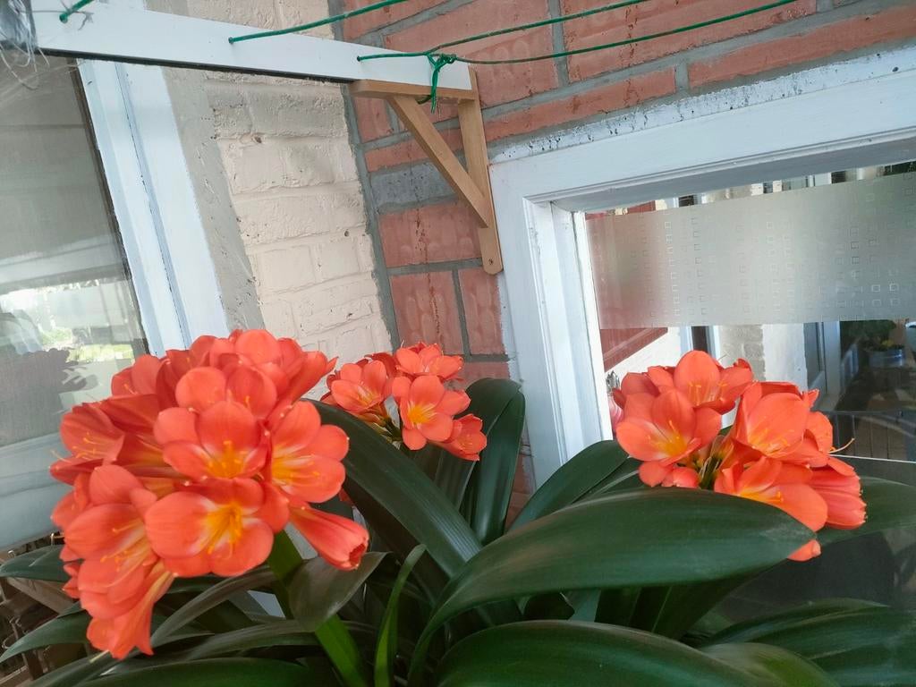 Clivia of ook Sint Jozef scheuten., Ophalen