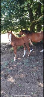 Poulain pleins papiers, Animaux & Accessoires, L