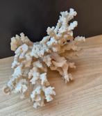 Corail, Collections, Enlèvement ou Envoi