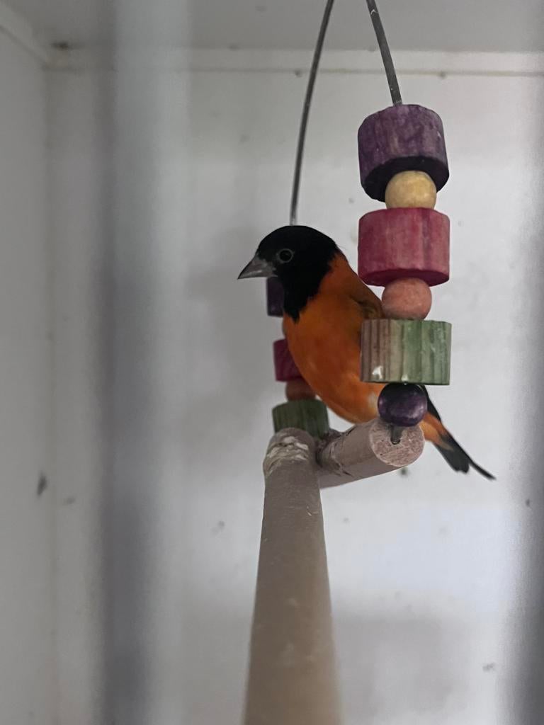 Kapoetsen sijs man, Mâle, Oiseau tropical, Bagué