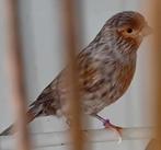 kanarie mannen, Dieren en Toebehoren, Mannelijk, Kleurkanarie