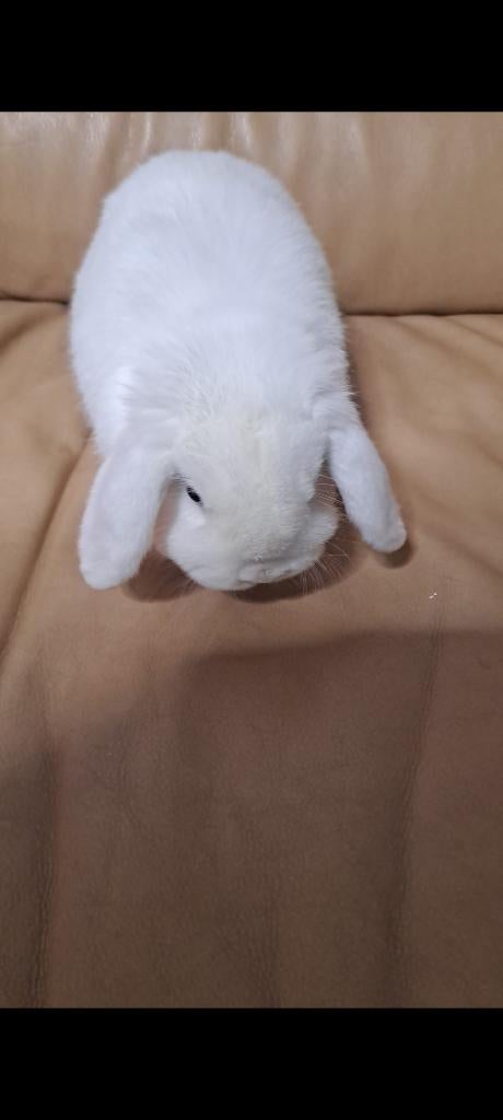 Minilop, Animaux & Accessoires, Lapins, Petit, Femelle, 0 à 2 ans