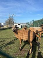 Kameroen schaap ram, Mouton