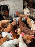 Poules pondeuses, Femelle, Poule ou poulet