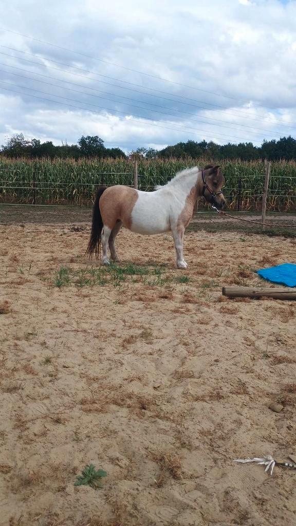 Mooi miniatuurpaard merrie, Animaux & Accessoires, Chevaux & Poneys | Étalons & Juments poulinières