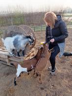 Blauwschimmel dwergbokje