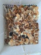 LOT BRAHMA KUIKENS  =55 stuks, Dieren en Toebehoren