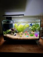 Aquarium 40L Superfish plus pompe et élément chauffant, Animaux & Accessoires, Poissons | Aquariums & Accessoires, Enlèvement