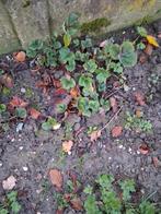 Une vingtaine de jeunes plants de fraisier de wepion, Jardin & Terrasse, Plantes | Jardin, Enlèvement ou Envoi
